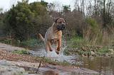 CANE CORSO 143